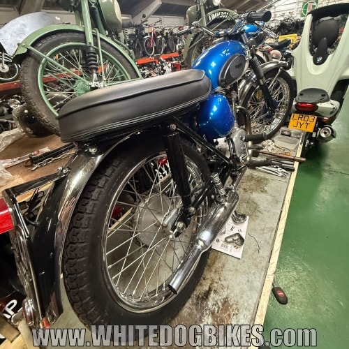 Blue Triumph